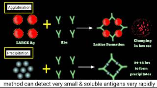 Agglutination Inhibition Test  How Pragnency Test Kits Work  Haemagglutination Inhibition Assay [upl. by Nicolella]