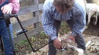 Sheep Shearing at Watkins Mill [upl. by Assej]