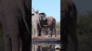 Elephant Charges Giant Eland shorts elephant shortsfeed youtubeshorts trending shortvideo fy [upl. by Zane862]