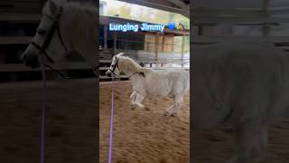 Lunging Jimmy ponyfun equestrian pony horsegirl lunging equestrian fypシ゚viral [upl. by Lonee]