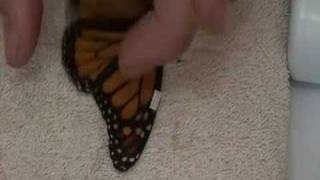 Live Monarch Foundation  How to fix a broken butterfly wing [upl. by Koby]