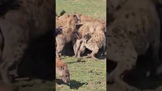 Look Hyenas Fight Over Lions Leftover Prey [upl. by Goat]