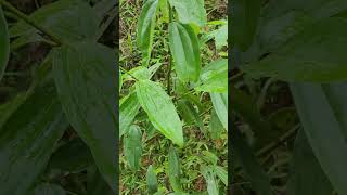 Cinnamomum zeylanicum Nees quế thật gia vị thơm cay ngọt ấm Vị thuốc quý [upl. by Aggi]