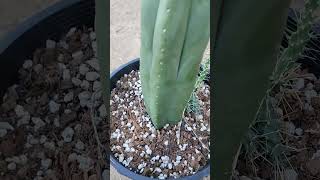 Scopulicola clone a from the cactus jonesplants trichocereus cactus garden gardening [upl. by Sheline]