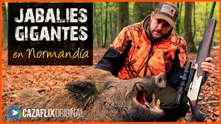 ✅ El JABALÍ GIGANTE de Normandía Cazando con el BROWNING BAR 4X en 2023🐗 [upl. by Wang]