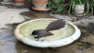 Fantail Bird Drink and Dance around  นกอีแพรดแถบอกดำ กระโดดไปมา [upl. by Yasmeen110]