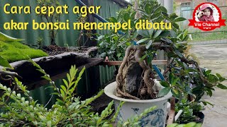 Cara agar bonsai cepat menempel dibatu  bonsai on the rock [upl. by Nelrah]