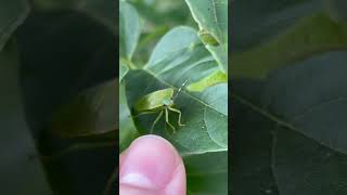 Green Hemiptera true bug [upl. by Hulton]