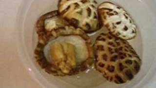 How to cook dried shiitake mushrooms Tutorial and Review [upl. by Nyluqcaj]