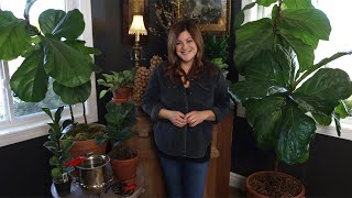 Fiddle Leaf Fig Care Guide 🌿  Garden Answer [upl. by Elrebmik]