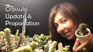 Crassula Propagation and Crassula Collection Update October 2021 [upl. by Rinna]