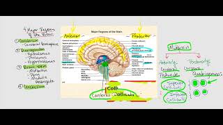 Lecture Video 1 The Brain [upl. by Mcclenon]