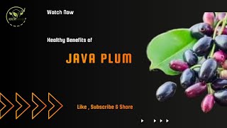 Java Plum Jamun Natures Remedy for Blood Sugar Digestion and More [upl. by Weihs]