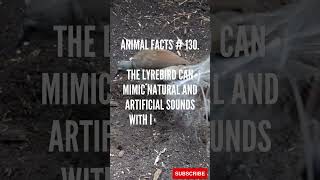 Lyrebird Facts in Under 1 Minute  BiteSized Wildlife Knowledge 🎶 [upl. by Aynotak]