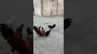 Friends Murgiyon Ko Khana daal dia or Murgon ki larai hogai subscribe rooster shortvideochicken [upl. by Ruthann]