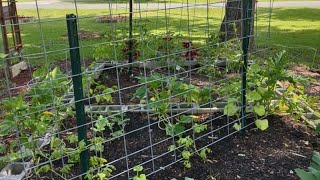 Does JUGLONE👈🏾 deter your plants from thriving and producing🤷🏾‍♀️ Planting under Pecan Trees👈🏾👈🏾 [upl. by Carlen]