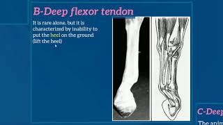 AFFECTIONS OF THE METACARPUSMETATARSUS 1Contraction of digital flexor tendons [upl. by Samohtnhoj294]