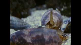 Cone Snail Conus Geographus [upl. by Kaine]