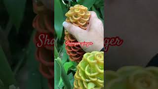 Shampoo Ginger Awapuhi  Have You Ever Seen plants hawaii [upl. by Drarehs]