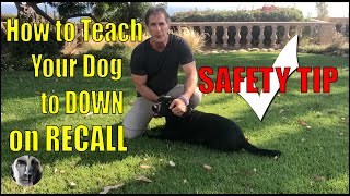 How To Teach a Dog Drop on Recall  Dog Safety Tip  Dog Training Video [upl. by Rawley]