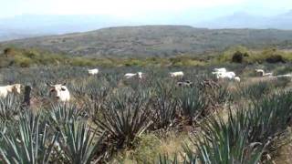 Ganado Charolais pastoreando una parcela de Agave azul [upl. by Imena839]