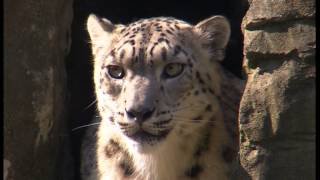 Snow Leopards at Marwell Zoo [upl. by Gan]