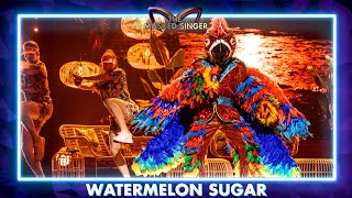 Papegaai  ‘Watermelon Sugar’  Aflevering 2  The Masked Singer  VTM [upl. by Luehrmann]