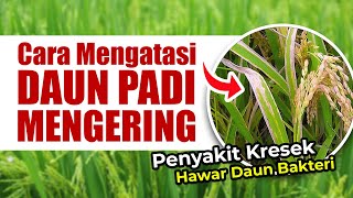 CARA MENGATASI PENYAKIT HAWAR DAUN BAKTERI  KRESEK PADA TANAMAN PADI [upl. by Anerac558]