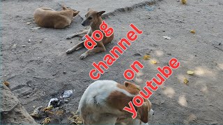 dog channel on youtube daily [upl. by Norrad283]