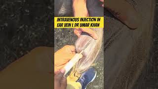 Intravenous injection in vein l dr Umar khan [upl. by Ricoriki]