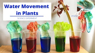 Xylem in Plants  How Water Moves Up the Stem  Water Movement in Plants  Science Experiment [upl. by Reiners303]