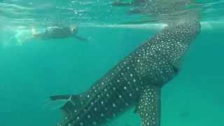 Swimming with the Butanding Whale Sharks in Cebu [upl. by Rubio535]