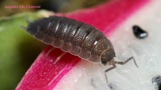 Isopods Eat Dragon Fruit  Lunar New Year [upl. by Brena667]