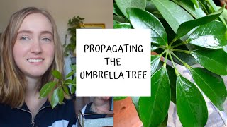 How to Propagate the Umbrella Tree  Schefflera [upl. by Minetta]