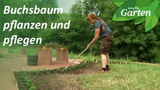 Buchsbaum als Beeteinfassung  MDR Garten [upl. by Otiv]