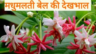 All About Madhumalti  Rangoon Creeper Plant ☘️ [upl. by Piselli]