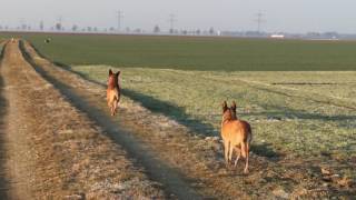 Antijagdtraining mit Erfolg [upl. by Akessej]