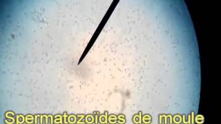 Spermatozoïdes filmés au microscope en cours de SVT [upl. by Ancalin287]