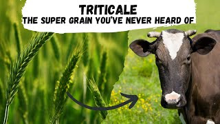 Triticale the Supergrain that Youve Never Heard of [upl. by Corrianne]