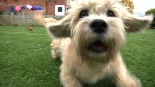 Dandie Dinmont Terriers  Bests of Breed [upl. by Arodnap]