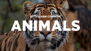 Lets learn 50 types of wild animals around the world 🍁genreviews education wildanimals [upl. by Ahsote]