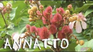 What Is Annatto  How to Make Annatto Rice Recipe [upl. by Maxa125]