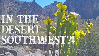 Growing Sarracenia and Flytraps in the Desert Southwest [upl. by Artenahs]