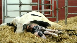 The difficult birth of a baby calf  extraordinary [upl. by Naibaf]