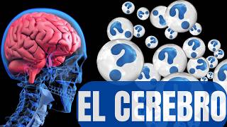 EL CEREBRO y sus PARTES  Todo lo que necesitas saber [upl. by Alah]