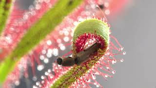 PLANTA CARNIVORA DROSERA CAPTURANDO INSECTO [upl. by Malca]