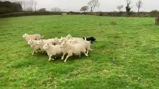 Lot 56 Tywi Nel 131024 Farmers Marts Dolgellau Online Sheepdog Auction [upl. by Dihgirb947]