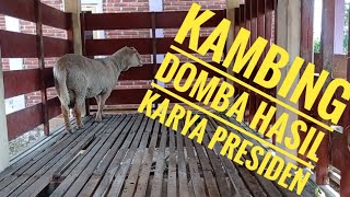 KAMBING DOMBA PENINGGALAN MERTUA BAPAK PRABOWO  KAMBING PRESIDEN [upl. by Bogusz777]