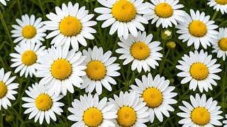 Chamomile Plant and its Amazing Benefits for Health 🍵🌿 [upl. by Etnomaj523]