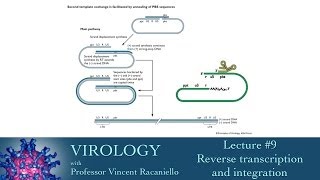 Virology 2014 lecture 9  Reverse transcription and integration [upl. by Eugaet]